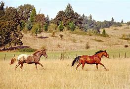 Image result for 2 Horses Running