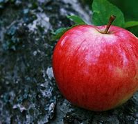Image result for Apple Fruit B