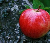 Image result for Light Red Apple