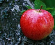 Image result for Apple Fruit Photography