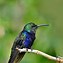 Image result for Thalurania Trochilidae