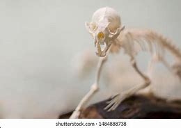 Image result for osteologies