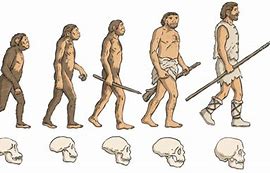 Image result for Stages of Human Evolution Timeline