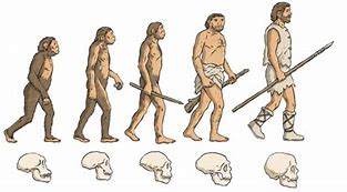 Image result for Human Evolution Development