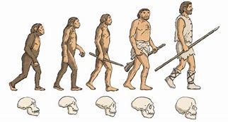 Image result for Homo Sapiens Evolution