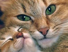 Image result for Cats and Kittens