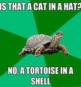 Image result for Tortoise Shell Cat Meme