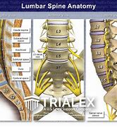 Image result for AP Lumbar Spine Anatomy