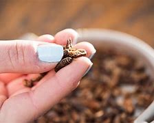 Image result for Flavoured Crickets