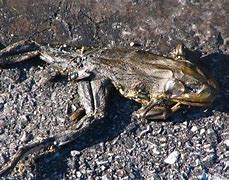 Image result for Plague of Frogs Pepe