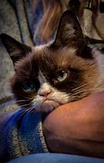 Image result for Grumpy Cat Meow