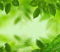 Image result for Background Green Leafy Wall
