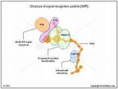 Image result for Signal Recognition Particle