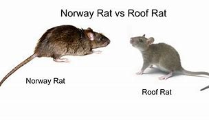Image result for Norway Rat vs Roof Rat
