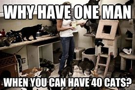 Image result for Ladies Cat Meme