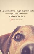 Image result for Dog Death Quotes Comfort