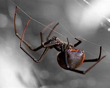 Image result for Black Widow Spider Web Identification