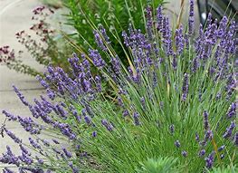 Lavandula intermedia (x) Grosso に対する画像結果