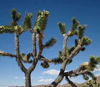 Image result for Texas Desert Cactus