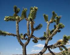 Image result for Cactus Like Tree