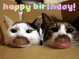 Image result for Happy Birthday Cat Funny LOL