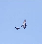 Image result for Raven vs a Crow