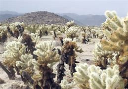 Image result for Cactus Yards