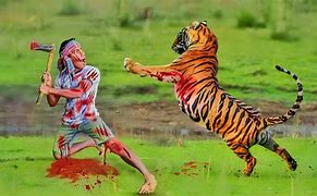 Image result for Bengal Tiger Attacks On Humans