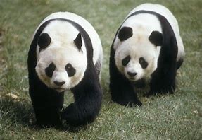 Image result for Ling Ling Panda
