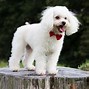 Image result for Best Pet Dog Breeds