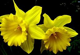 Image result for daffodil