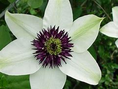 Image result for clematis_florida