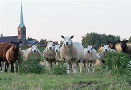 Image result for Netherlands Wildlife