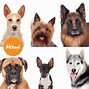 Image result for perros