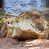 Image result for Orinoco Crocodile