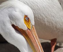 Image result for Pelican Eyes