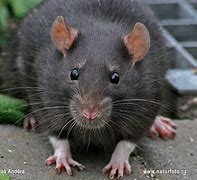 Image result for rattus rattus