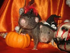 Image result for Cutest Rat Halloween