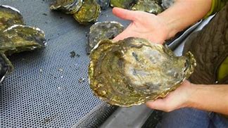 Image result for Pacific Oyster Invasive Species