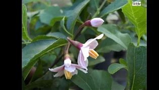 Bildergebnis für STYRAX JAP. PINK SHIMES