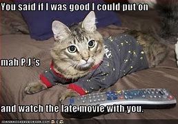 Image result for Cat Sayings