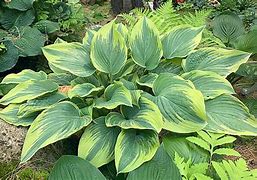 Hosta Stags Leap に対する画像結果