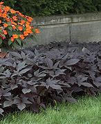 Image result for black vine plant