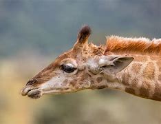 Image result for Female Giraffe Horns Called