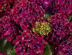Afbeeldingsresultaten voor Hydrangea macrophylla Royal Red