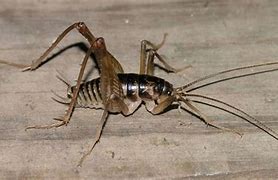Image result for Spider Cricket Tennessee