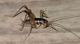 Image result for Spider Cricket