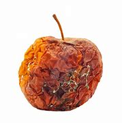 Image result for Rotten Cat Apple