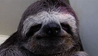 Image result for Black Sloth