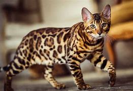 Image result for Most Expensive Cat Breed